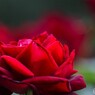 旧古川庭園の秋薔薇～xvii