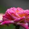 旧古川庭園の秋薔薇～xviii