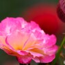 旧古川庭園の秋薔薇～xx