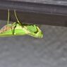 カマキリ　　DSC_4040