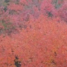 紅葉幻想Ⅶ