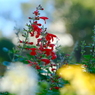 秋の花歩記