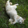 公園猫2