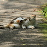 公園猫4