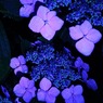 真夜中の紫陽花