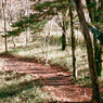 大菩薩嶺　登山道（フィルム）