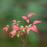 好古園　散策日記
