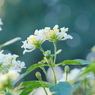 晩秋白華