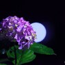 月夜の晩に・・