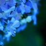 夜露が良く似合う。