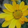 黄色い小菊（11月6日）