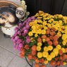 狸とお花のお見送り