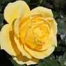秋の黄色い薔薇
