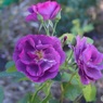紫色の薔薇