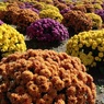 公園の菊花展