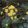 遠くから見える存在感