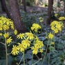 次々開花