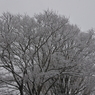 雪桜