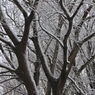 雪の木