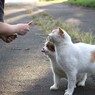 いつも　ありがとうにゃん。