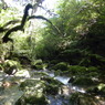 白谷の水緑