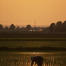 夕日を掴む農夫（田んぼの夕景）