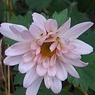 咲き始めたピンクの小菊の花（11月16日）