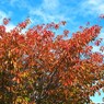 鬱金桜の紅葉