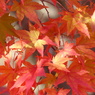 秋の里山で6(紅葉)