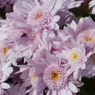 秋の花1(菊)