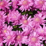 秋の花1(菊)