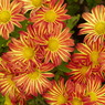 秋の花1(菊)