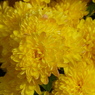 秋の花1(菊)
