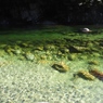 きれいな水が流れる川