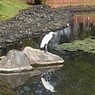 長峰公園の池の白鷺（11月9日）