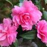 薔薇じゃないわよ