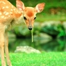バンビ