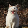 公園猫6