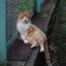 公園猫7