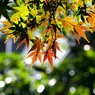 部分撮り