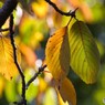 ソメイヨシノの秋
