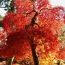 正歴寺 紅葉　燃えているみたい