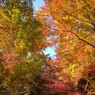 紅葉のグラデーション