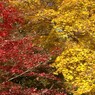 紅と黄