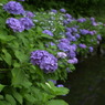 みのかもの森３