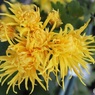 鉢植えの菊