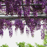 葡萄色の花