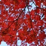 ようやく見ごろに撮れた紅葉