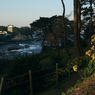写真エッセイ：五浦２：石蕗（つわぶき）