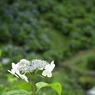 みのかもの森１０